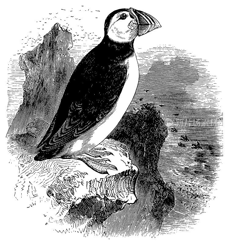 大西洋海鹦|古董鸟插图